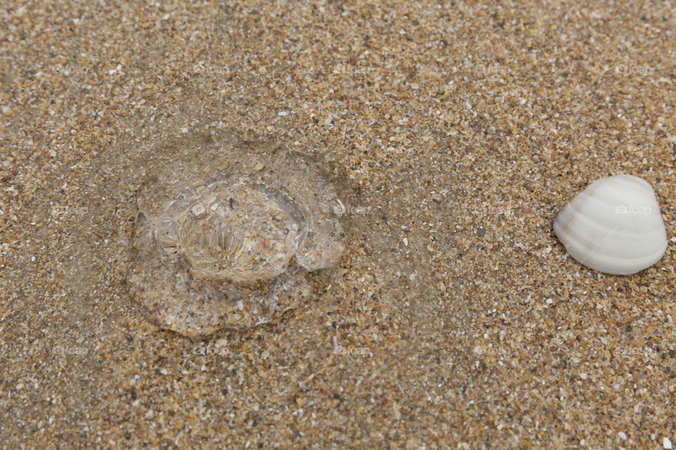 Jellyfish on the beach.