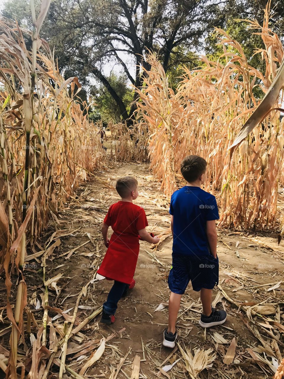 Two brothers walking through the golden and bright yellow corn maze on a cool and crisp fall afternoon in the month of October surrounded by corn stocks. USA, America