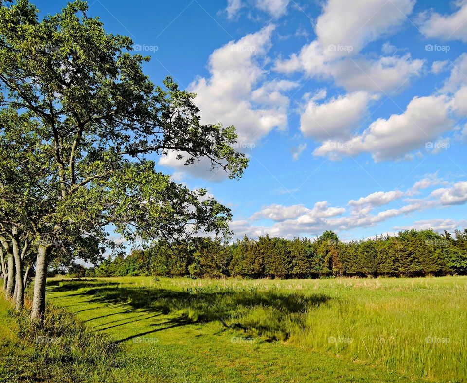 Summer landscape