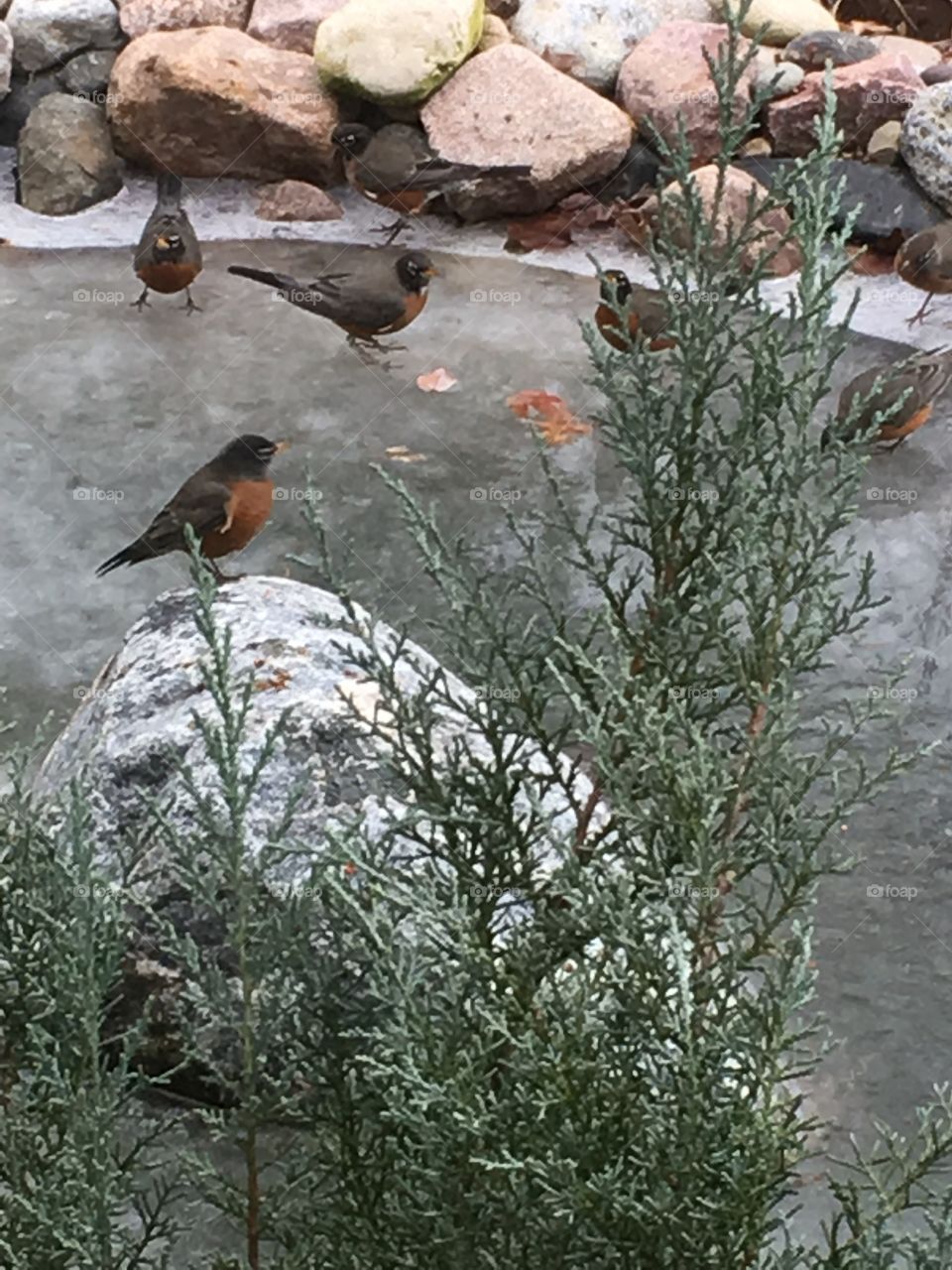 Robin in winter. Sitting on a rock by a frozen pond. 