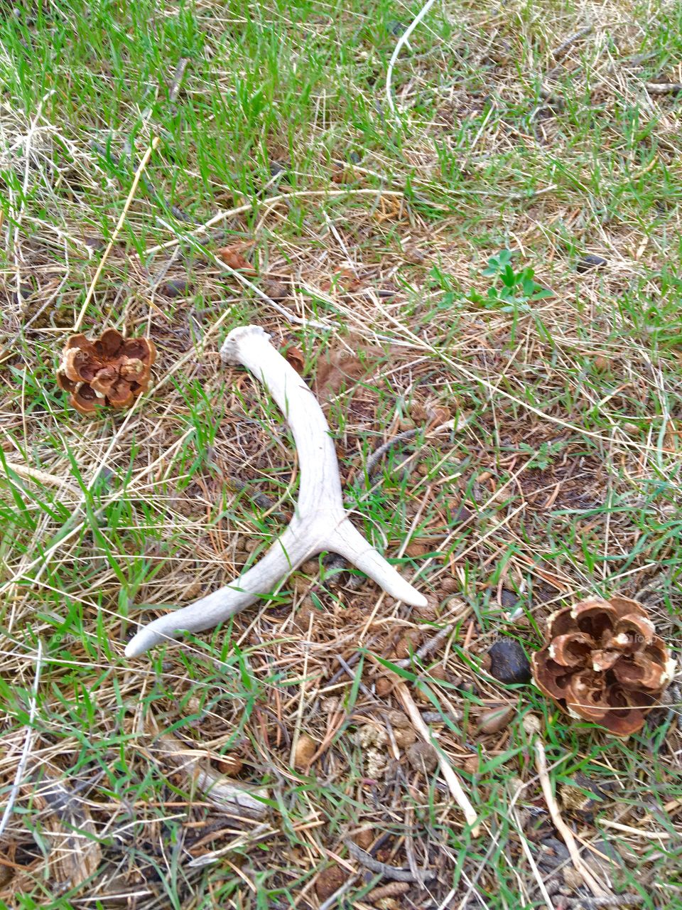 Antler shed