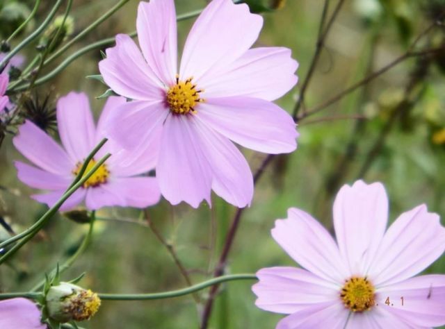 Pink flowers