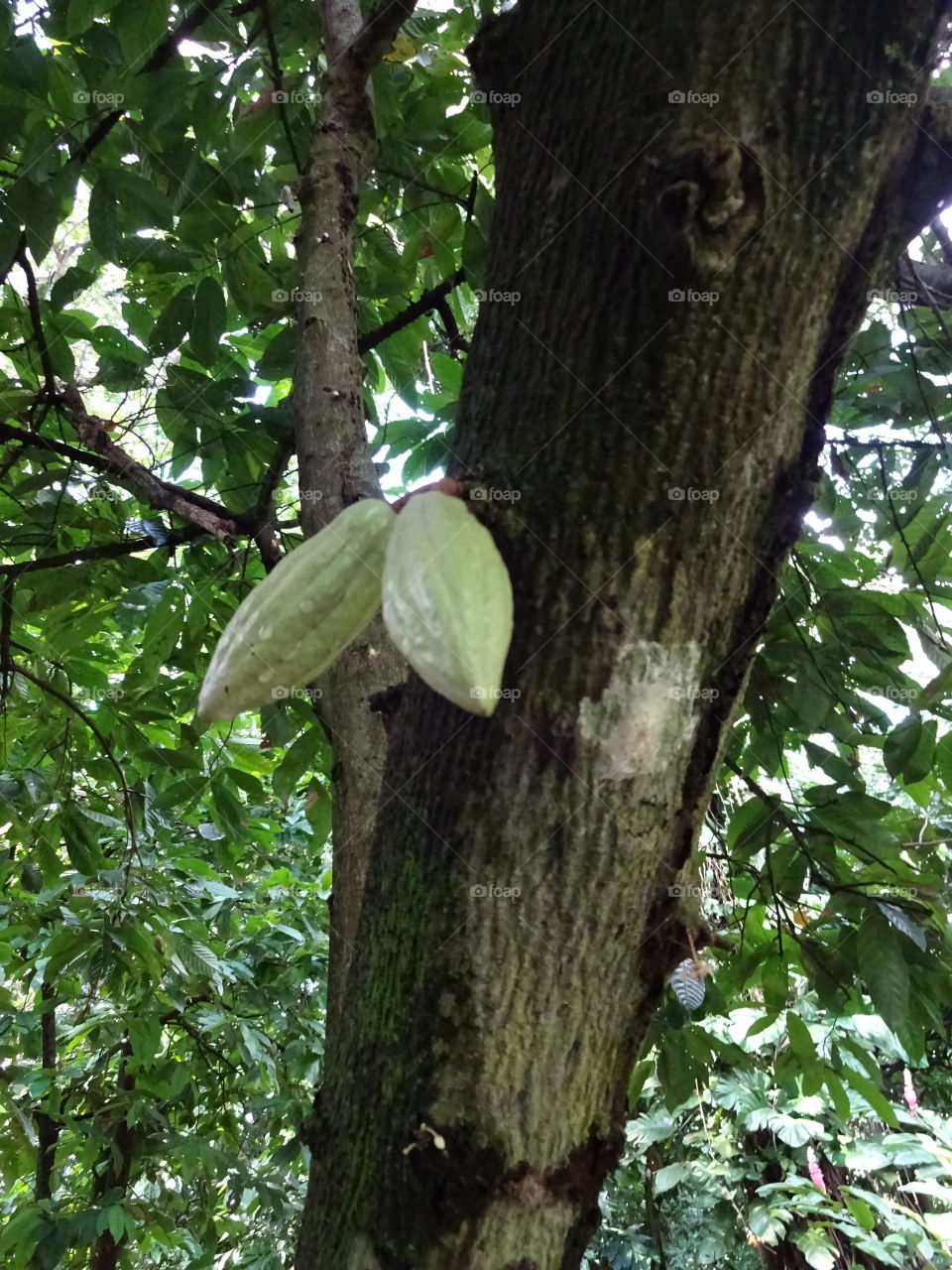 cacao