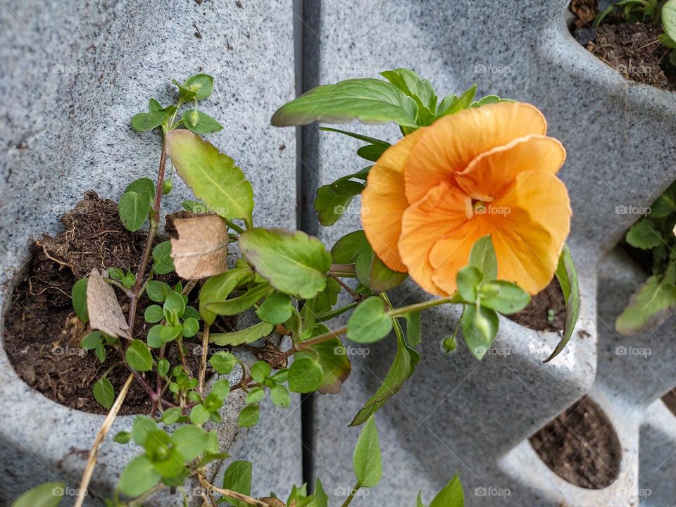 Flowers in a pot