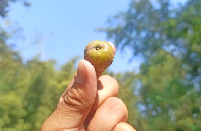 Hand Holding Gooseberry High Resolution Stock Photography and Images