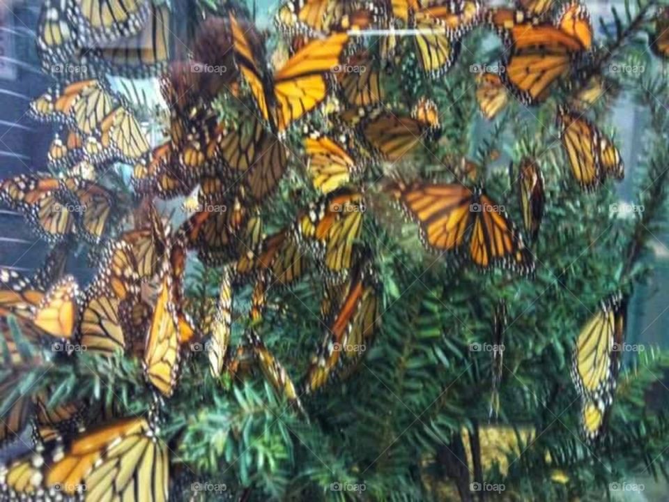 butterflies