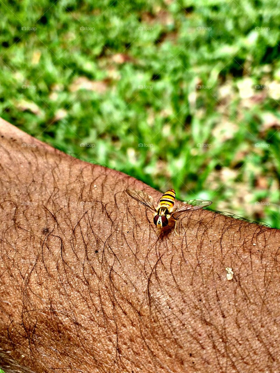 honeybee on hand