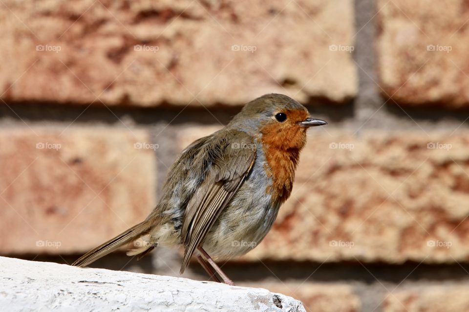 Robin