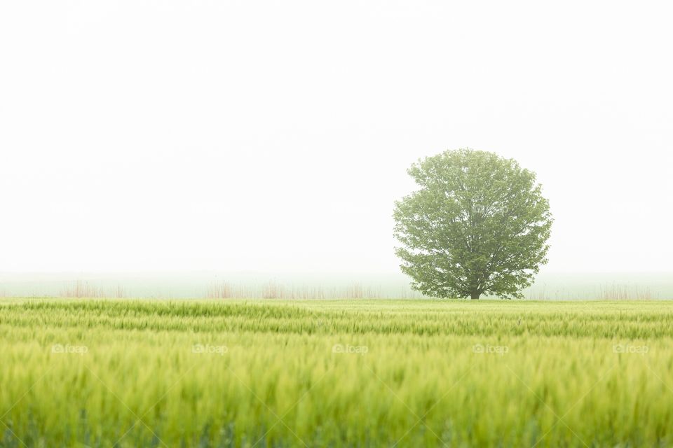 A single tree standing in the morning fog. You cant see it, but there is a beach and an ocean right behind the tree.