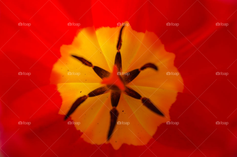 tulip star. a close up shot inside a tulip