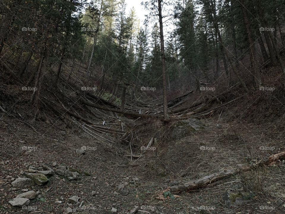 Fallen trees