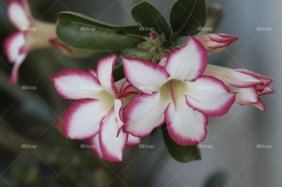 Exotic Desert Rose with flowers in bloom and several flower buds eager to open to say hello to Spring