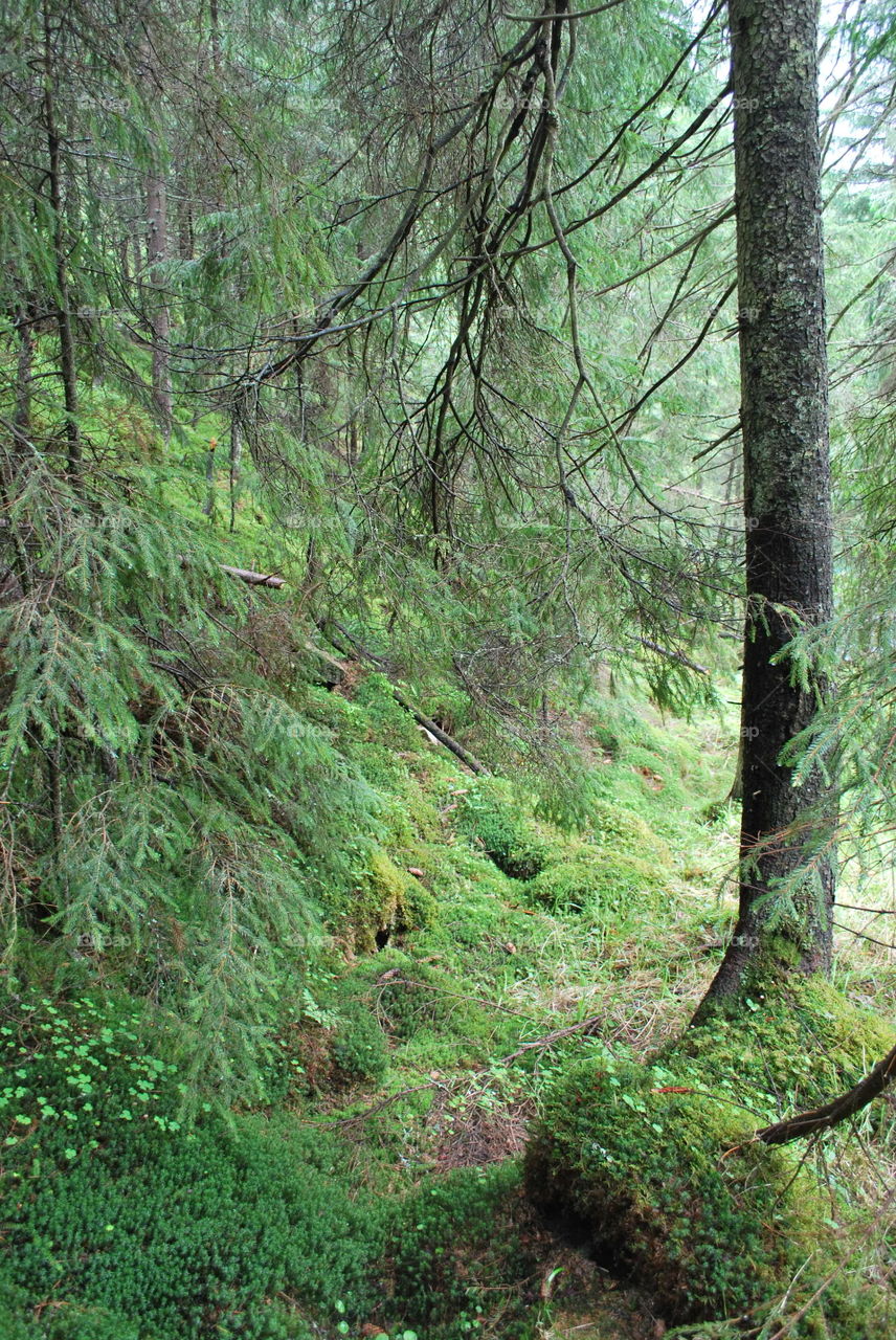 Summer Carpathian Mountains. In the forest. 