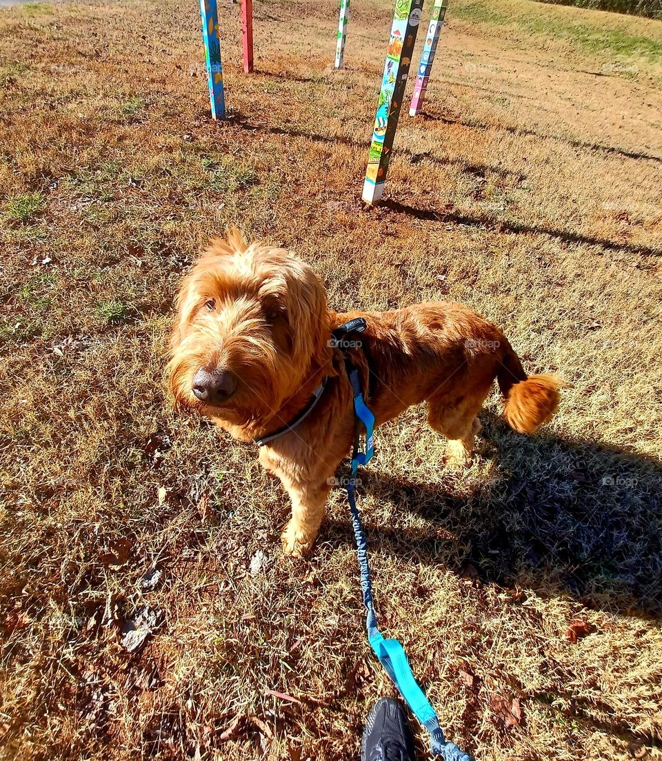 Day At The Doggie Park