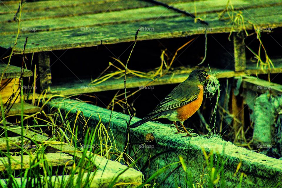 bird picking strings out of a mattress sitting in an old trash pile