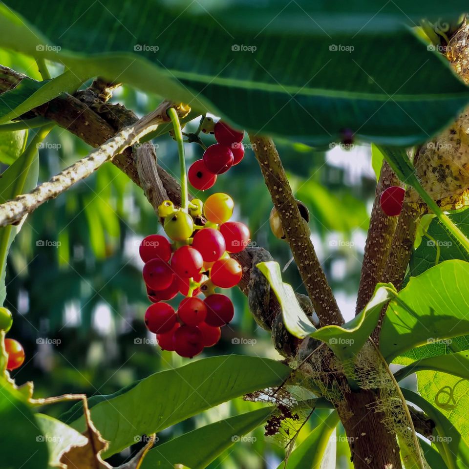 Berries plant