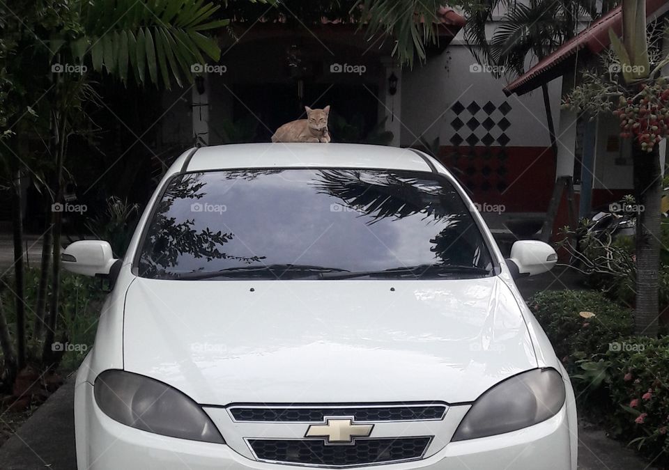 car&cat
