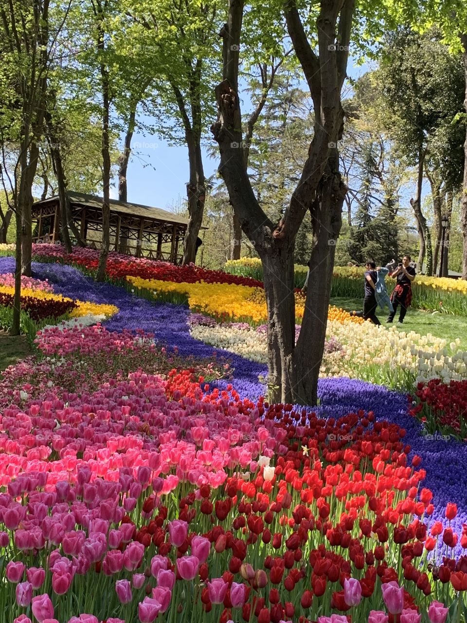 Flower, Garden, Tulip, Park, Flora