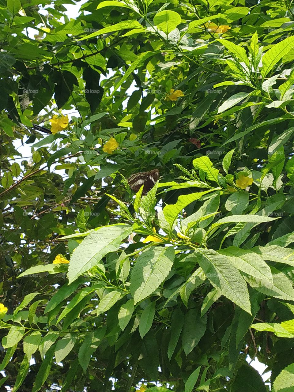 The beautiful black spotted butterfly trying to hide behind leaves