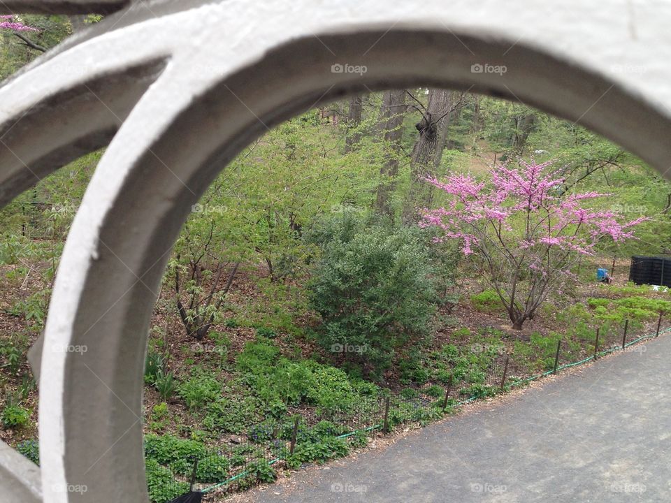 Spring Scope of Central Park with a arc 