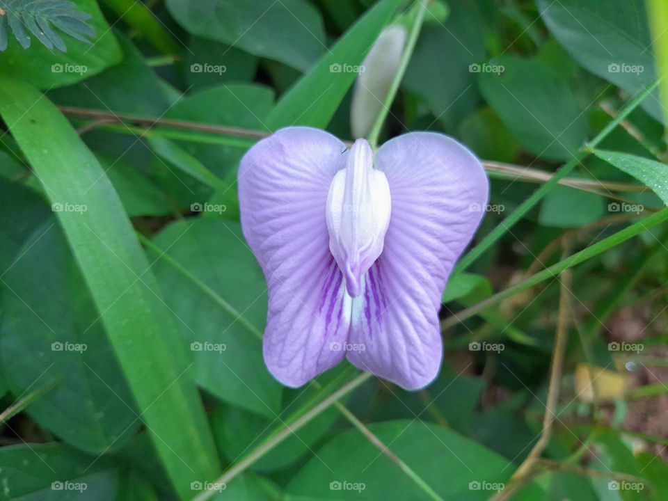 Uniquely shaped flowers in light purple look fresh, beautiful and attractive