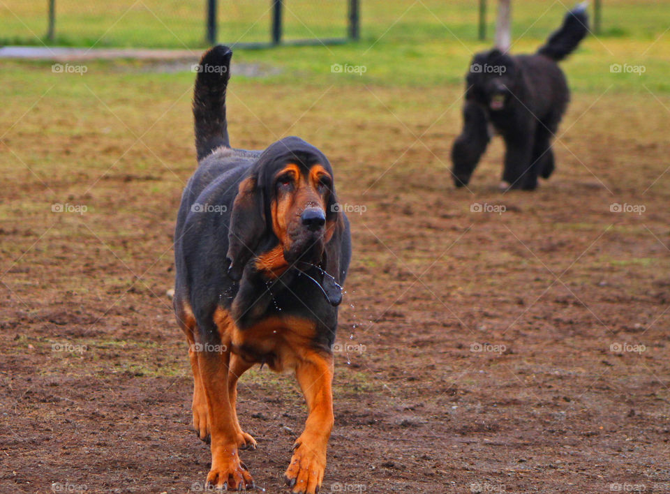 The bloodhound was super slobbery but was great fun and had a great big deep ‘hi how are ya?’ bark. The little 8 month pup coming up behind was super affectionate but didn’t have a stop button so kept running into other dogs. 