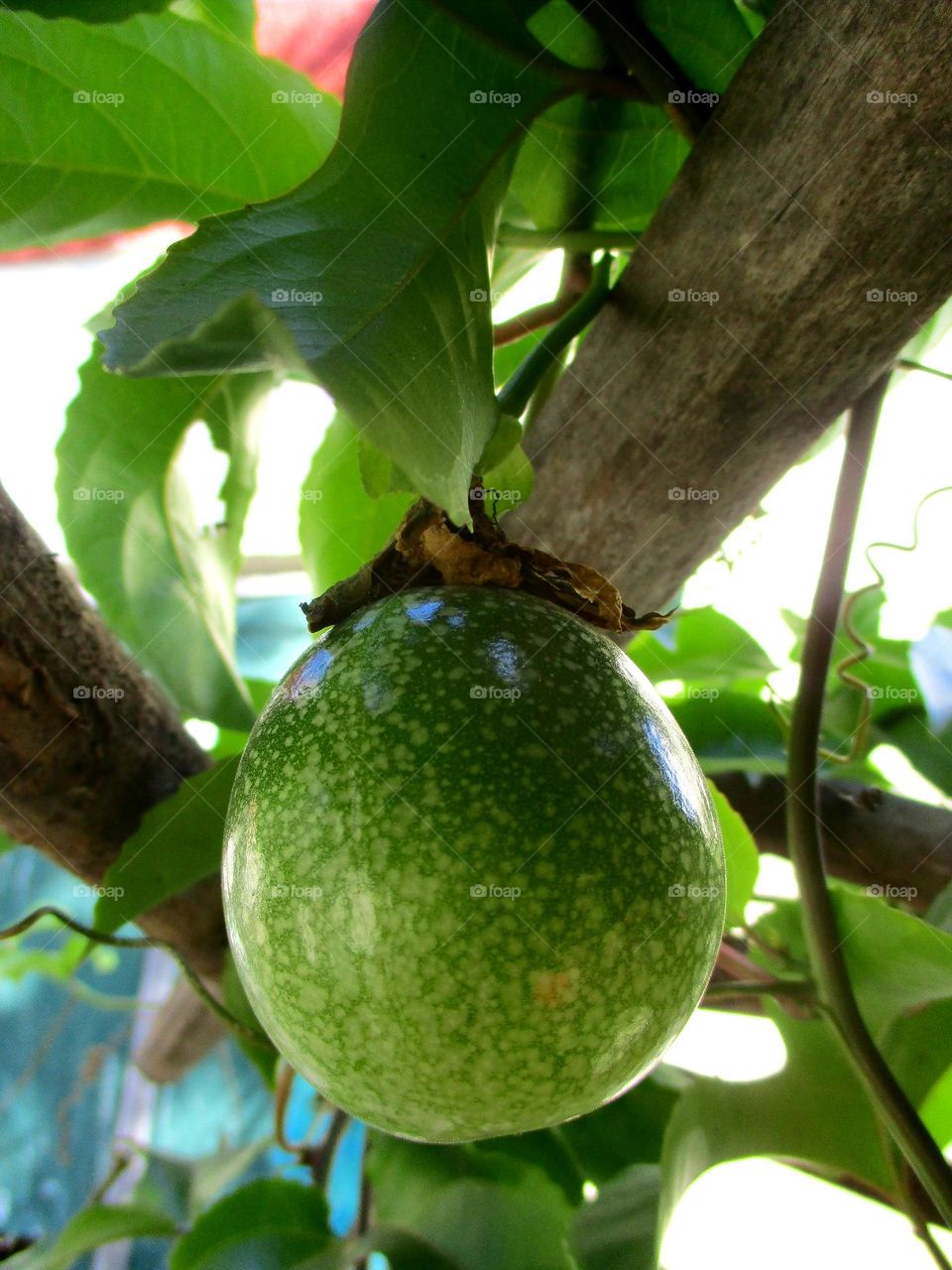 Passion Fruit