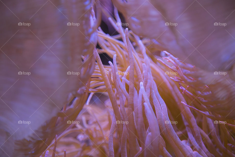 Coral reef anemone