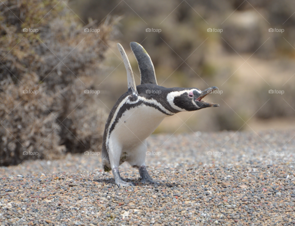 penguin argentina pinguin punta tombo by twister