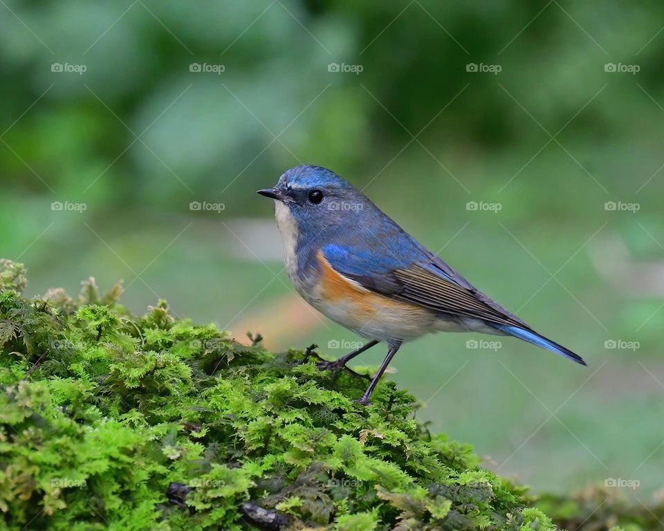 Beautiful and cute bird