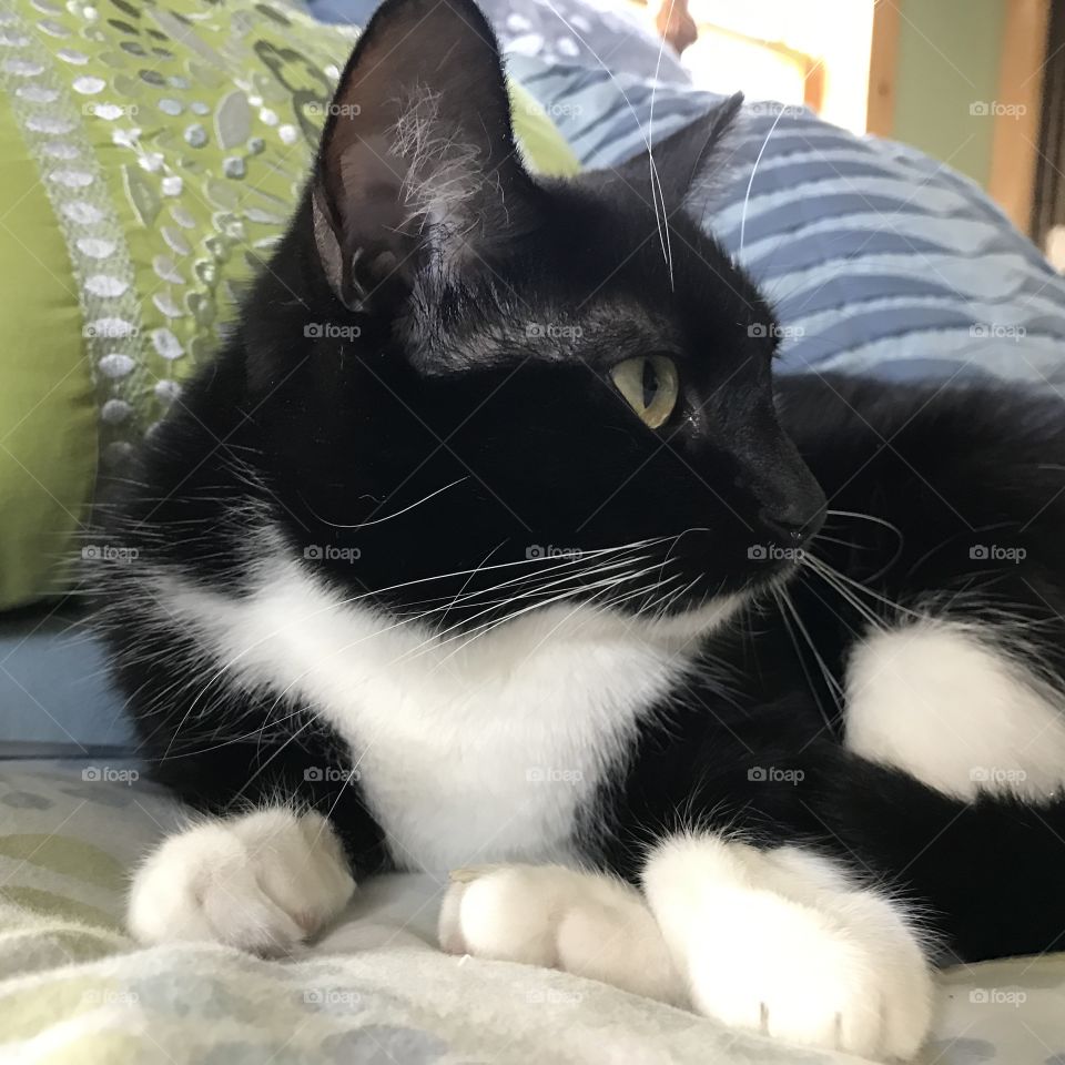 Cat looking to see who is coming in the room.