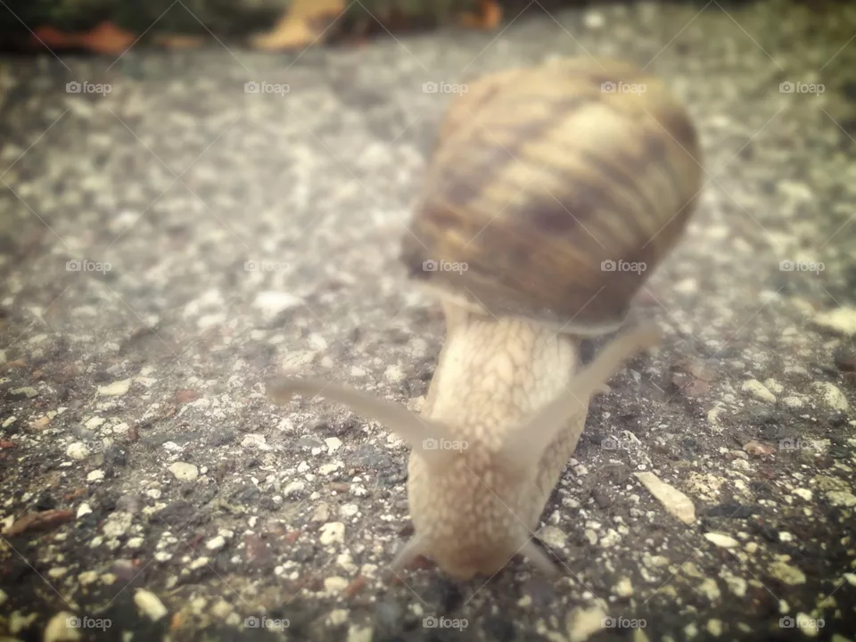 Snail