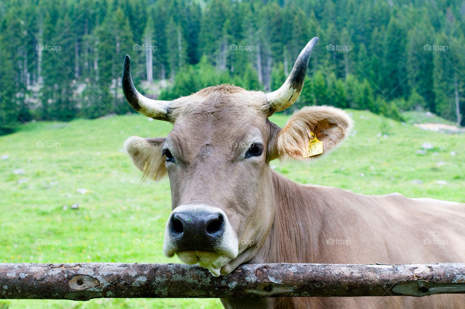 green travel summer forest by hexoic