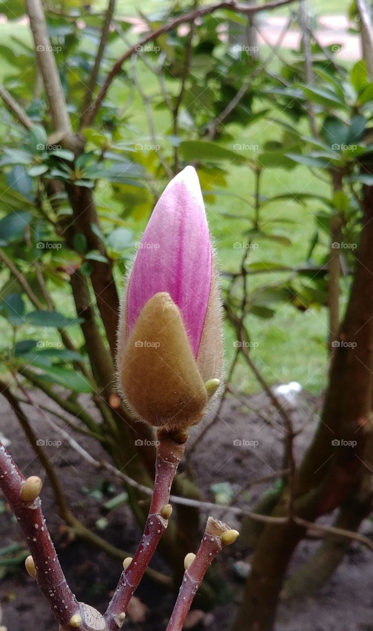 frühling Blume rosa romantisch f