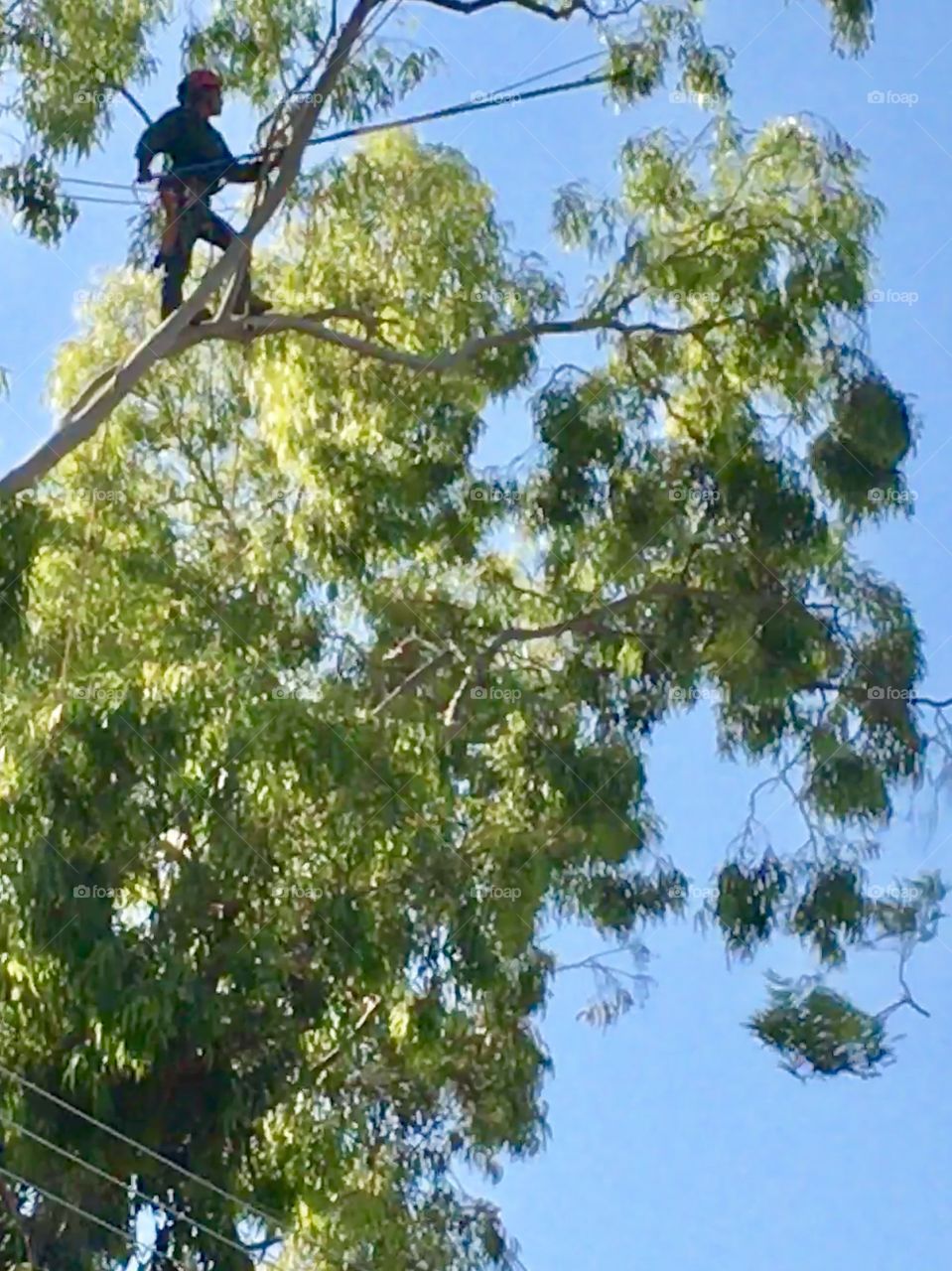 Be careful, tree trimmer 