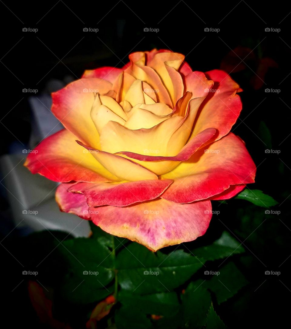 A lovely sunset-hued rose viewed up close and personal.
