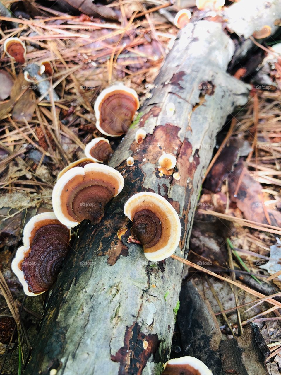 Patterned fungi on fallen tree in forest 