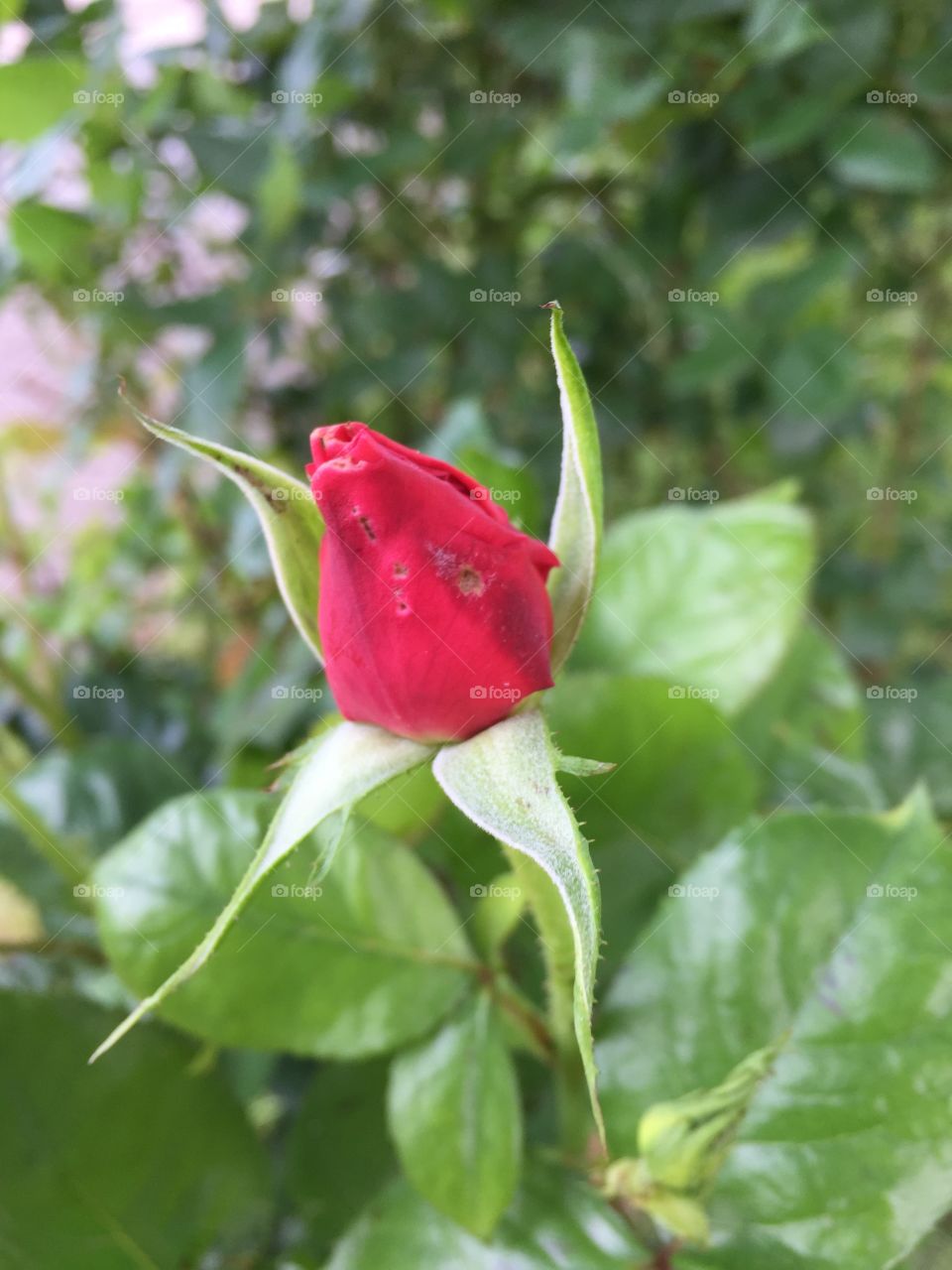 Rosebud in my garden 