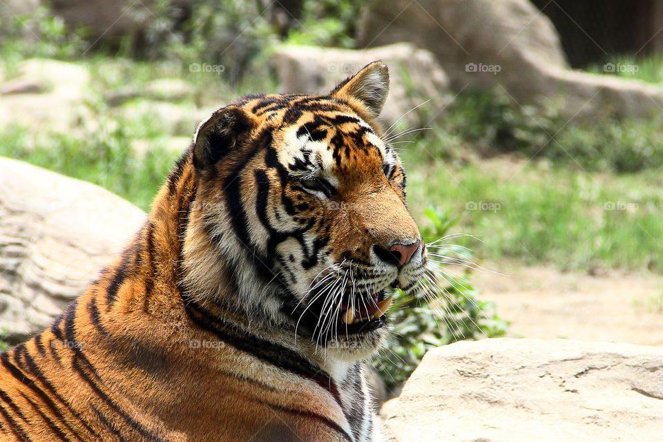 Tiger close up.. A tiger close up in the wild animal zoo in china.