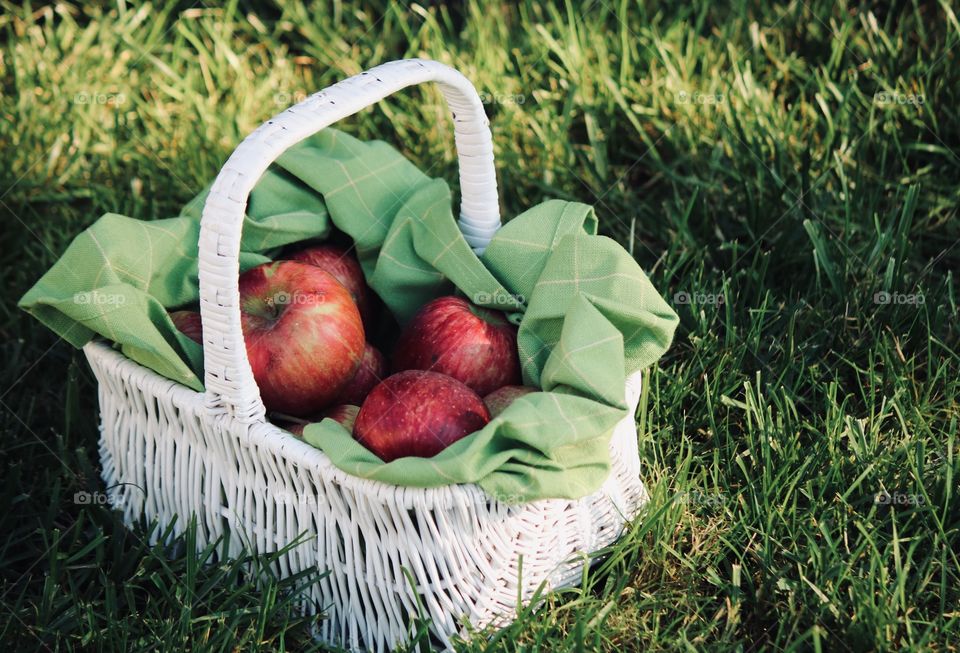 Basket of freshly picked apples