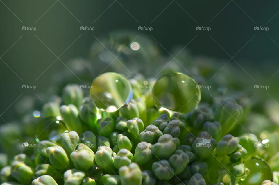 Broccoli