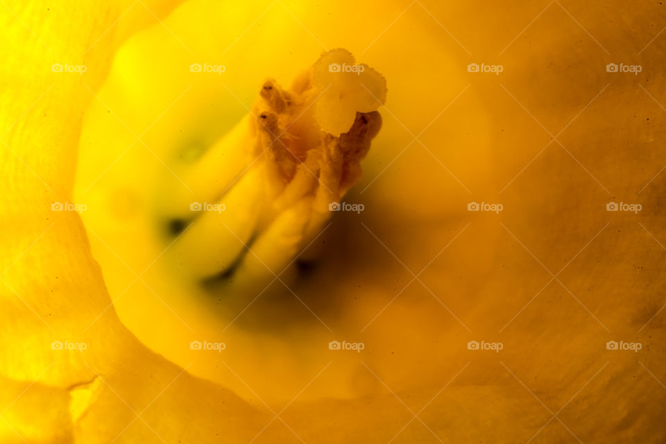 macro photo of the pistol of a daffodil