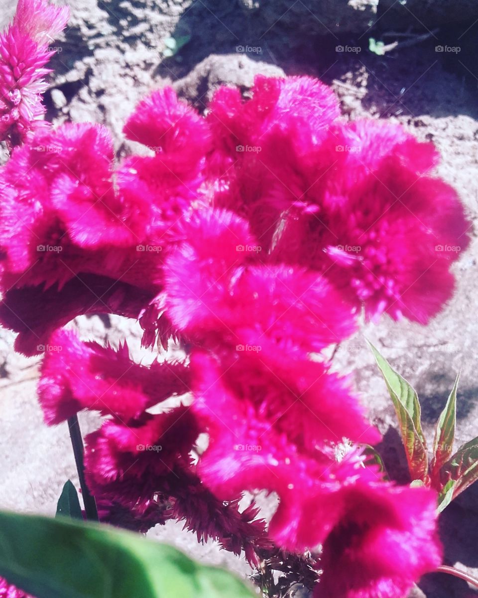 flor crista de galo linda