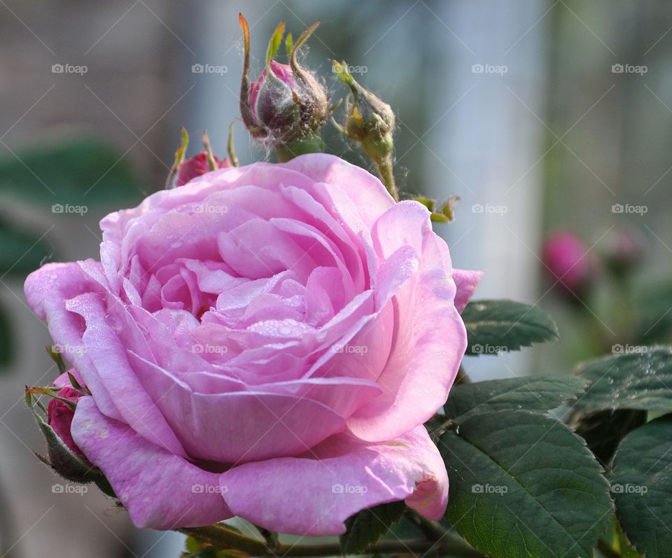 Rose, Flower, Love, Nature, Wedding