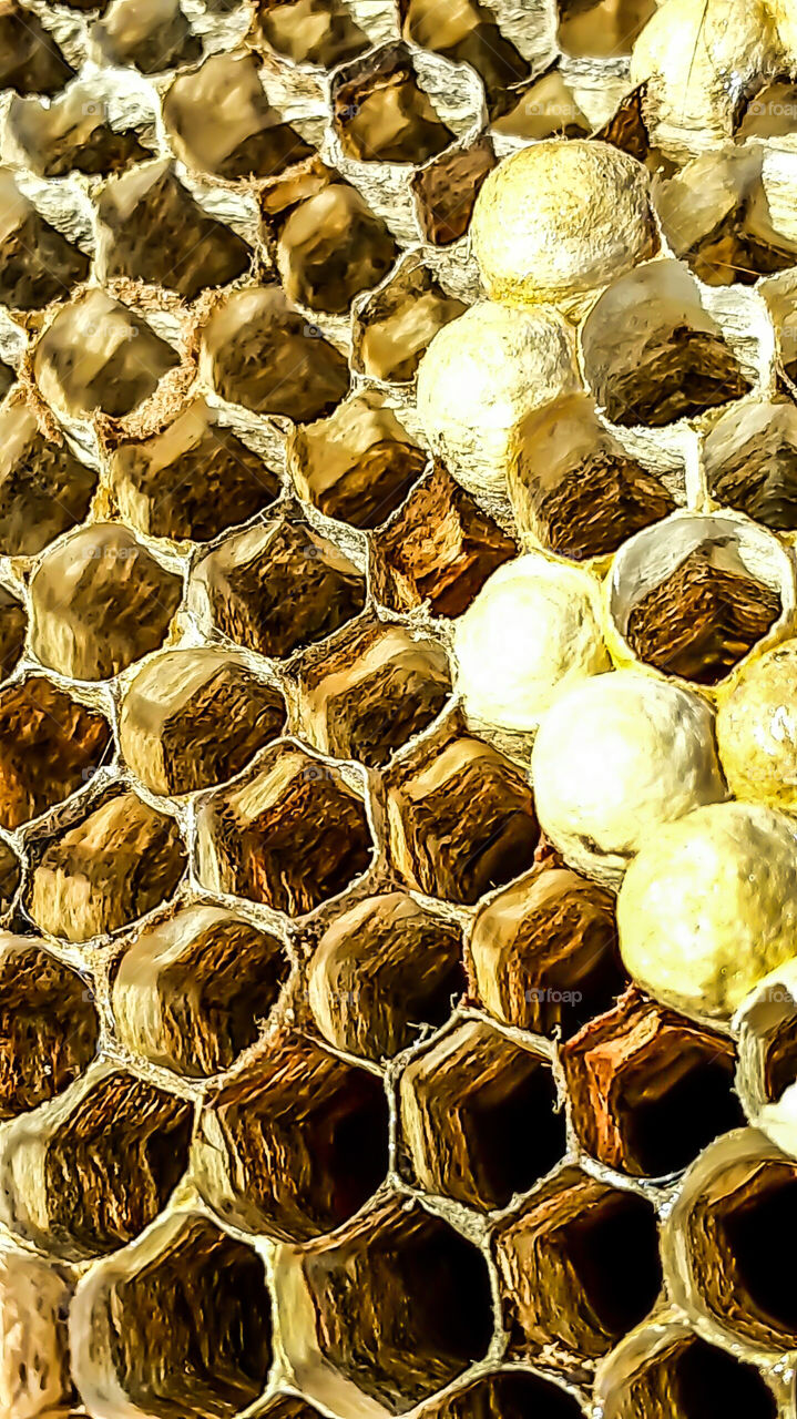 bees nest close up