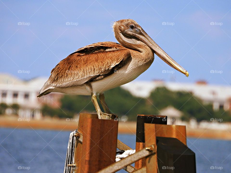 Birds & Bees - Nature in Motion - Brown Pelican standing on the dock - Birds in action by analyzing their movements, vocalization, and even behavior. Birds steer mainly with their tails, and some use their wings for precise maneuvers.