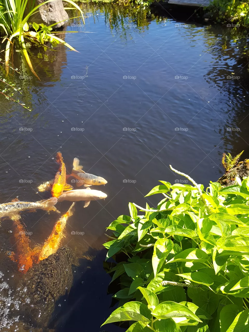 fish