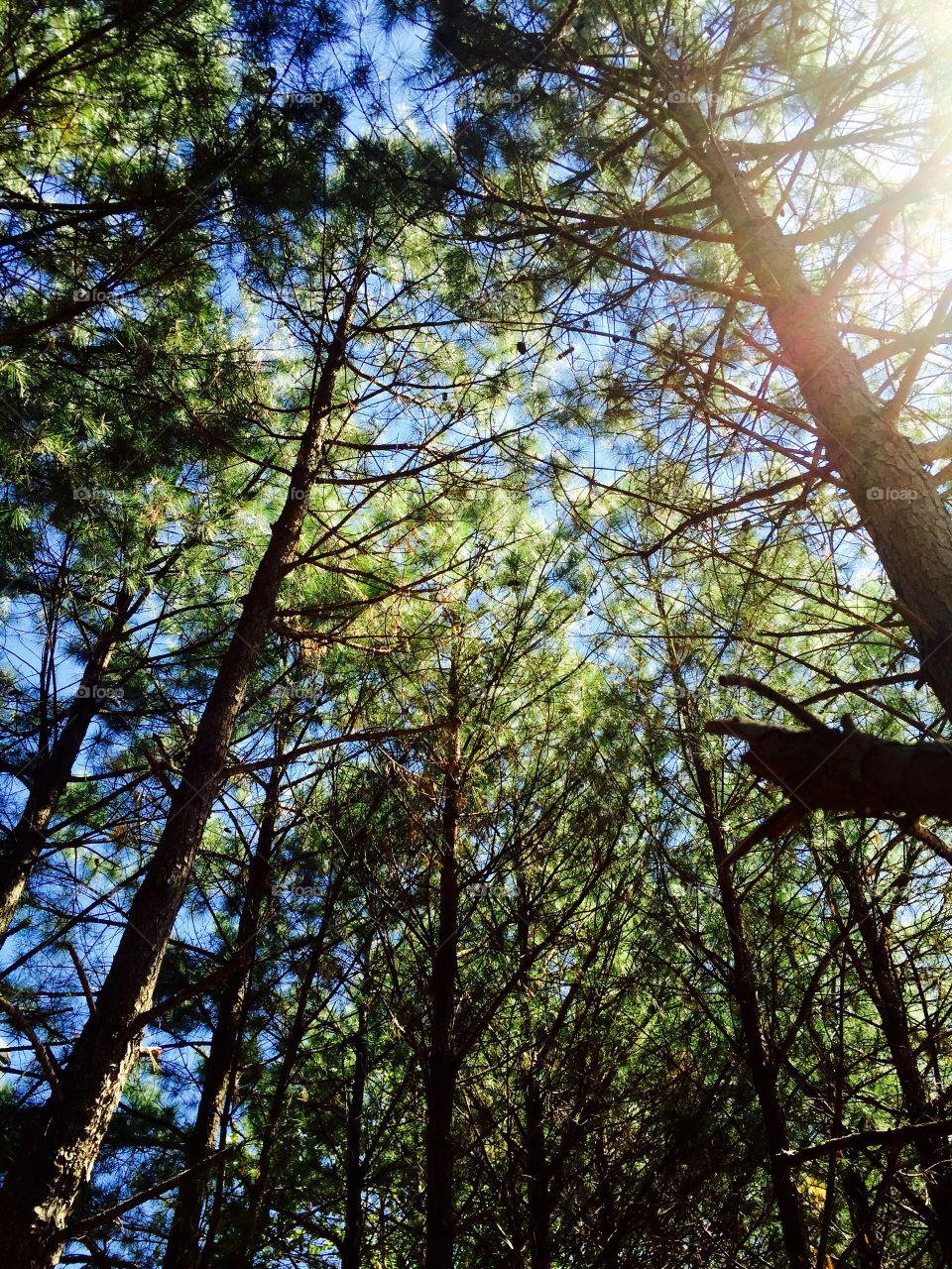 Tree sky and shadow . Trees sky and shadow 