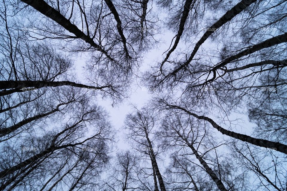 Low angle view of birch trees in forest at norway