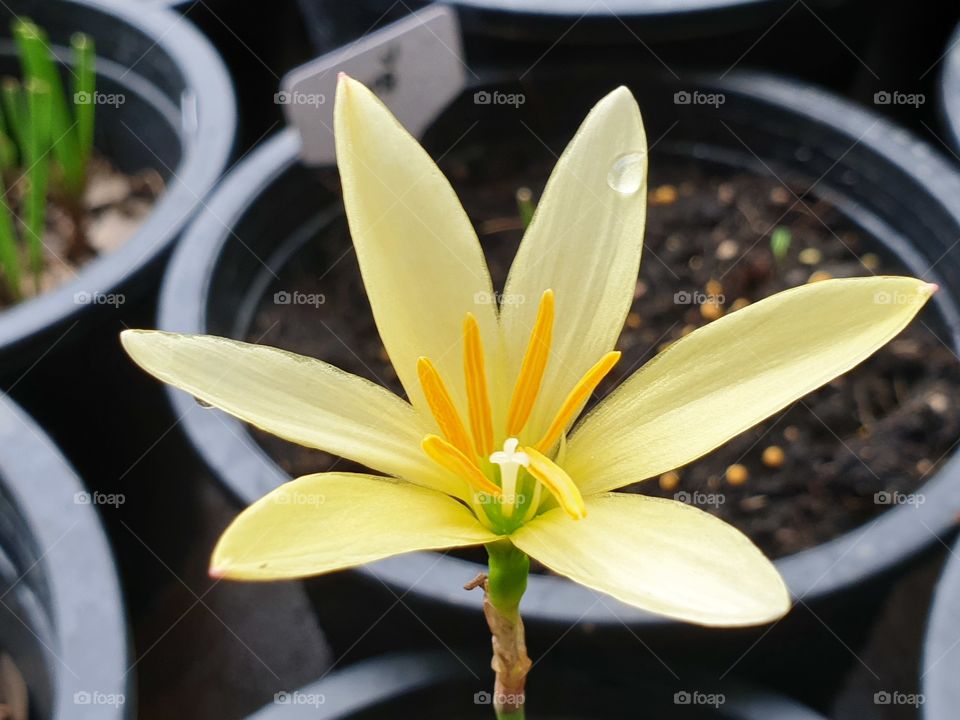 beautiful rain lilly